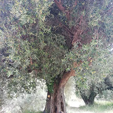 Marcello E Lucia * Caprioli